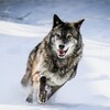 Логотип телеграм канала @lordswolffamily — ⚡️Wolf Family⚡️