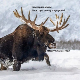 Логотип телеграм канала @los_hunter — Лось: про охоту и природу
