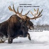Логотип телеграм канала @los_hunter — Лось: про охоту и природу