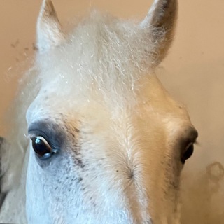 Логотип телеграм канала @loshodi — лошади-моя жизнь