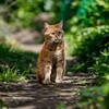 Логотип телеграм канала @lostcatdogs — Потеряшки и найдёныши Казань