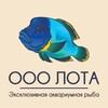 Telegram channel ЛОТА морские рыбки logo