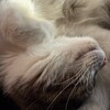 Логотип телеграм канала @lotok — Лоточек 🐾 Litter box 𓋹