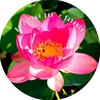 Логотип телеграм канала @lotoslab — Лотосовый рай🌺🌺🌺