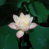 Логотип телеграм канала @lotus_sutra_reading — Сутра о цветке Лотоса чудесной Дхармы
