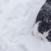 Логотип телеграм -каналу louiblog — мяурест. ライター