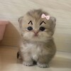 Логотип телеграм канала @love_besit — бесит