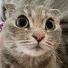 Логотип телеграм канала @love_catsmmm — Всё о кошках. Как правильно заботиться о своём питомце .