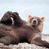 Логотип телеграм канала @love_rybkov — Мишка на вышке