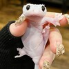 Логотип телеграм канала @love_scalespaws1 — чешуя и лапки 🦎