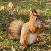 Логотип телеграм канала @loveanimalsz — Видео с животными