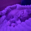 Логотип телеграм канала @loveeeiiiisss — хочу