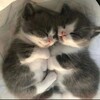 Логотип телеграм канала @loveeletterssss — анонимные признания