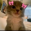 Логотип телеграм канала @lovemeowcats2 — Милые котята❤️‍🔥