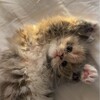 Логотип телеграм канала @lovemeowcattts — Кошачий беспредел