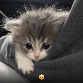 Логотип телеграм канала @loveraincold — поцелуй на прощанье zZ