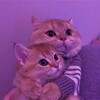 Логотип телеграм канала @lovessits — люблю