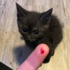 Логотип телеграм канала @lovetkotenok — люблю