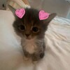 Логотип телеграм канала @lovevrk — любимки врк💋