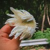 Logo of telegram channel lovewildflowers — WILDFlOWERS🪻