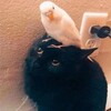 Логотип телеграм канала @lovingkindliness — Любящая доброта❤️