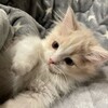 Логотип телеграм канала @lovv_ttx — люблю