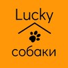 Логотип телеграм канала @lucky_sobakii — Lucky собаки 🧡🐶