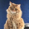 Логотип телеграм канала @lukovichka2020 — Луковый кот от всех невзгод, Том и Бася 🐾