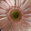 Логотип телеграм канала @lukvikta — Доброе утро 🔆🌸🌿