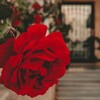 Telegram channel Джᥲⲙᥲعᥲᴛ 🌷 logo