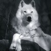 Логотип телеграм канала @lunarguardians_clan — ℒ𝒾𝓋ℯ 𝒸𝓁𝒶𝓃 ℒ𝓊𝓃𝒶𝓇ℊ𝓊𝒶𝓇𝒹𝒾𝒶𝓃𝓈⚜
