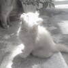 Логотип телеграм канала @lurryx — 🤍темки/стики/парные авы🤍