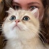 Логотип телеграм канала @lutikmilashka — лютик котик