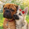 Логотип телеграм канала @lutyisobachnik — Лютый собачник 🐾🐾
