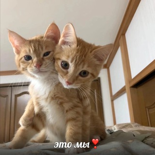 Логотип телеграм канала @luv_crushh — luv.crushh