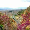 لوگوی کانال تلگرام luxiranian — 🍸فروشگاه ارغوان🍸