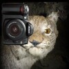 Логотип телеграм канала @lynx_analogfilm — Фотокритическая Рысь