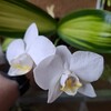 Логотип телеграм канала @lyubimoehobbicvety_decor — Любимое ХОББИ - Орхидеи/декор (Orchidea_story)