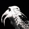 Логотип телеграм канала @lzxrd — lzxrd | armor