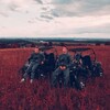 Логотип телеграм канала @m111wm111 — ауе всем