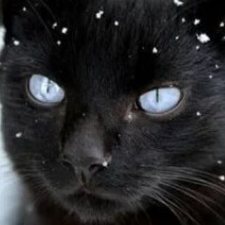 لوگوی کانال تلگرام ma_book — Коты воители новая история