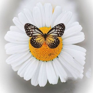 لوگوی کانال تلگرام maahhffell — 🌺گــنــجــیــنــه🌺