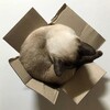 Логотип телеграм канала @maakovkka — ма́ковка