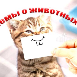 Логотип телеграм канала @maaplus — МЕМЫ О ЖИВОТНЫХ/ разговорные пикчи