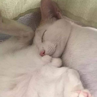 Logo del canale telegramma machecats - 🙀 Ma che Cats 🙀