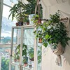 Логотип телеграм канала @macrame_plants — Macro’Kate plants 🌿 Растения, макраме, уют 🌿