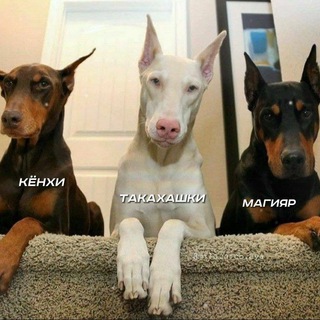 Логотип телеграм канала @madibasement — подвал мадика
