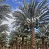 Telegram channel 🌴Хурмо🌴 дарахти вақфи Мадина шахрида. logo