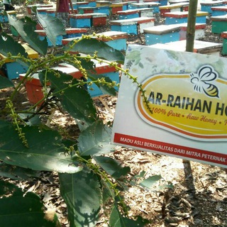 Logo saluran telegram madu_sarang_jogja — 🍯 madu sarang jogja