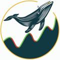 Logo saluran telegram madwhalechannel — Mad Whale